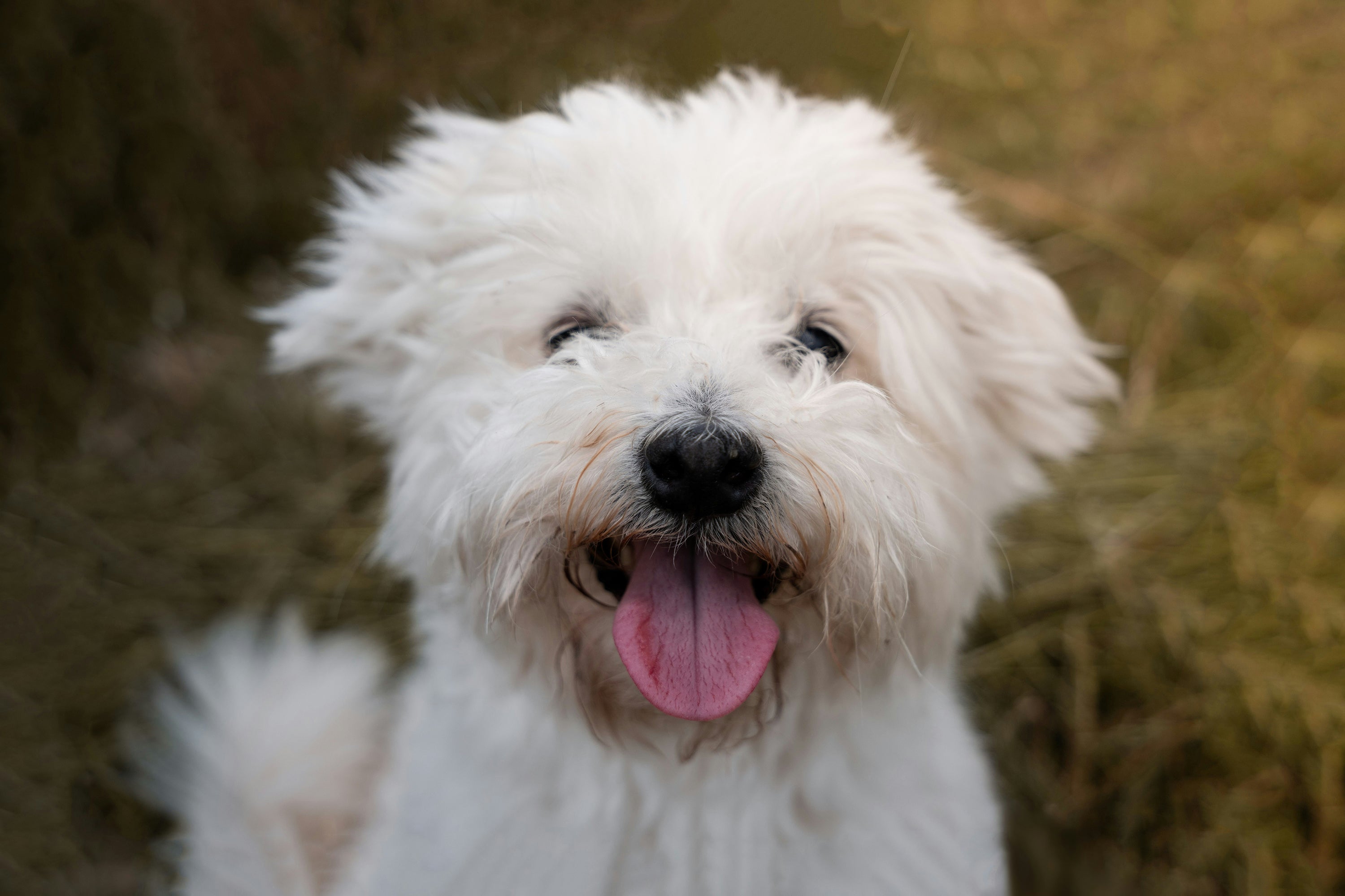 The Right Acepromazine Dosage for Dogs A Comprehensive Guide for Pet