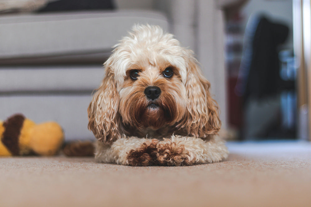 Why Glutathione for Dogs Should Be Part of Your Dog's Health Routine f Noora Why Glutathione for Dogs Should Be Part of Your Dog's Health Routine f Noora
