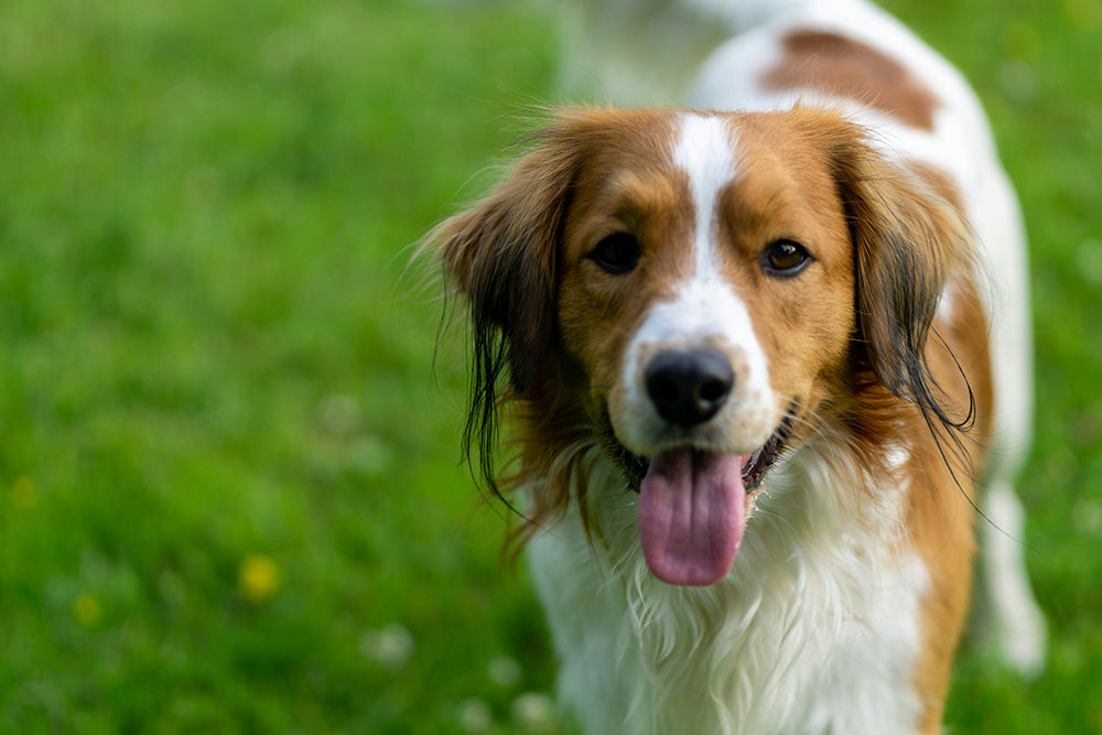Image showcasing Enhance Canine Digestive Health with Soil based Probiotics for Dogs – Noora
