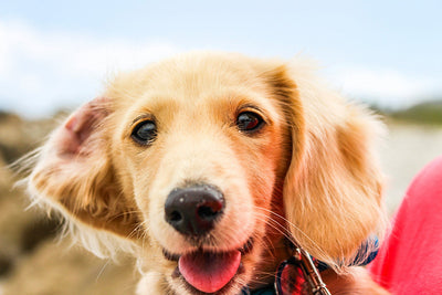 Essential Dog Medications Animal Pharmaceuticals to Keep Your Pet Healthy