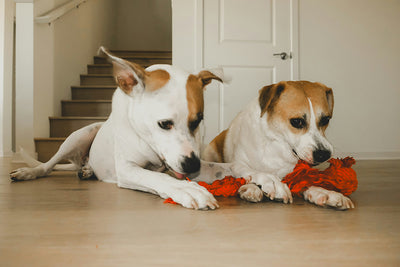 Stop the Struggle: Top Antidiarrheal Solutions for Your Dog’s Digestive Health