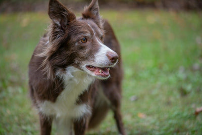 Give Your Dog a Vitamin C Boost: The Benefits of Ascorbic Acid for Dogs