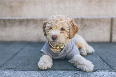 Discover the Digestive Health Benefits of Bacillus Coagulans for Dogs