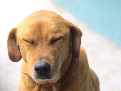 What Are Dog Skin Allergies and How to Manage Them