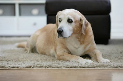 Dog Has Bloating or Irregular Stools: Here’s What to Do