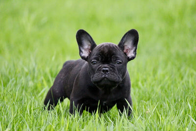 Why Is My Dog’s Poop Black? 7 Causes and Solutions