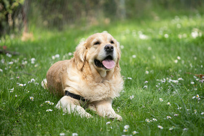 Why Fermented Foods for Dogs Are the Best Gift for Your Dog’s Health?
