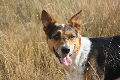 Fish Oil with Vitamin E for Dogs: A Powerful Combination for Coat and Joint Health