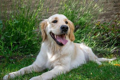 Should You Add Glutamine for Dogs to Your Dog’s Diet? Here’s What You Need to Know