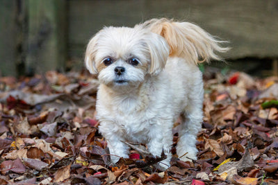 Canine Care for the Big Guys:Hip and Joint Supplements for Older Dog
