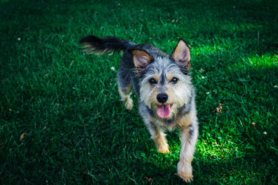 Natural Solutions: 5 Effective Home Remedy for Dry Skin on Dogs