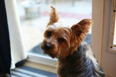 How Itch and Allergy Chews for Dogs Help Stop Scratching and Discomfort?