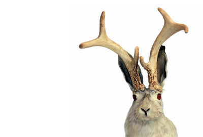 Jackalope and Dog Warts: What Pet Owners Should Know About Papillomavirus