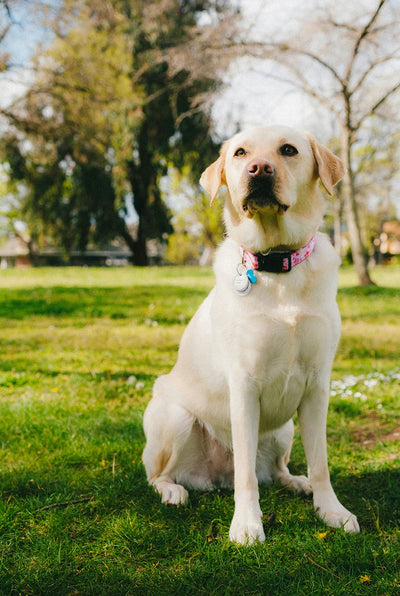 Labrador Lifespan: How Long Do Labradors Live?