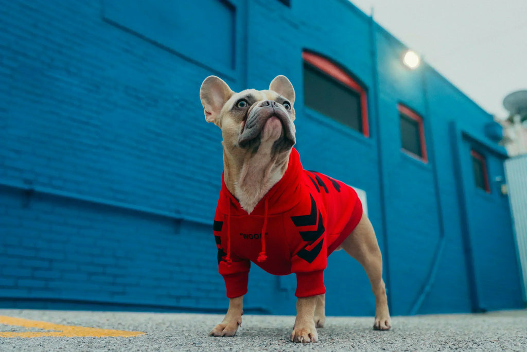 From New Superman to Real-Life Heroes: Health Tips for Your Newly Adopted Dog