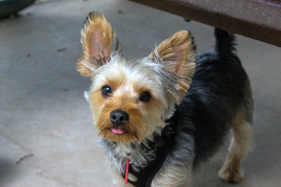 How Can Omega-3 Oil Transform My Dog's Health and Well-being?