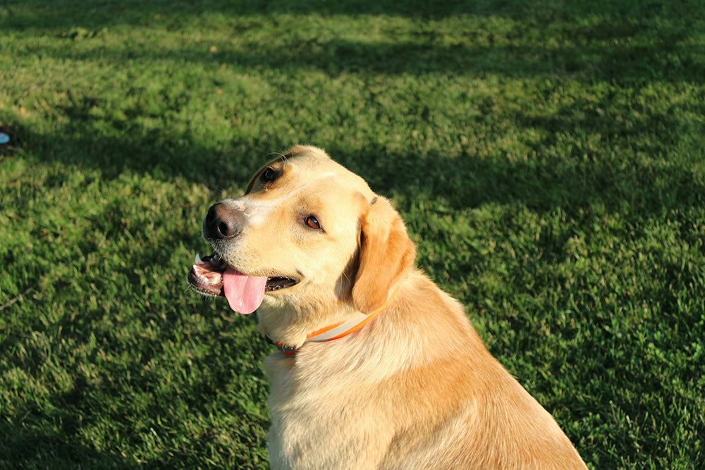 Support Your Dog's Health with Ophytrium for Dogs: A Solution for Immu ...