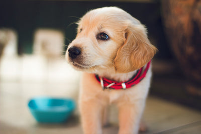 Why Pet Ultimates Probiotics for Dogs Are Essential for Your Dog’s Digestive Health