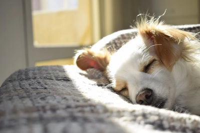 Probiotics for Dogs: Enhancing Canine Health and Well-being