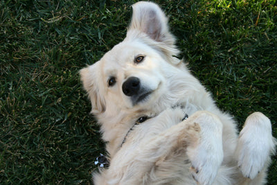 Proviable Forte for Dogs: Natural Relief for Diarrhea and Gastrointestinal Issues