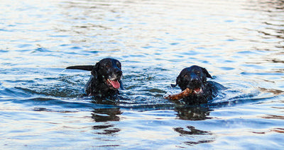 Signs Your Dog Needs a Bath: When to Wash Your Furry Friend