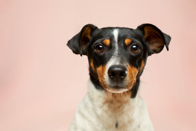 Stress-Free:Discover the Best Calming Herbal Supplements for Dogs
