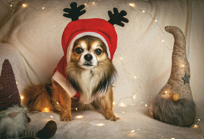 Canine Care Essentials: Thiamine Mononitrate for Dog Health