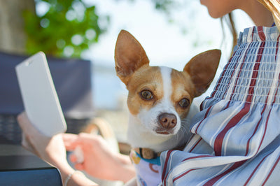 Turmeric for Dogs: A Powerful Anti-Inflammatory for Joint Health and Mobility