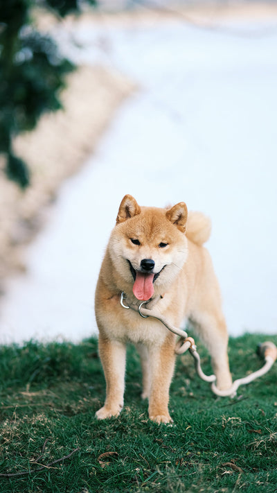 Librela vs Adequan for Dogs Comparing Uses, Doses & Which Is Better