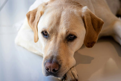 Allergic Dermatitis in Dogs: Puppy Seasonal & Pollen Allergy Solutions