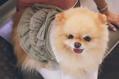 Is There an Alternative to Apoquel for Dogs Comparing Apoquel vs Benadryl & Natural Options