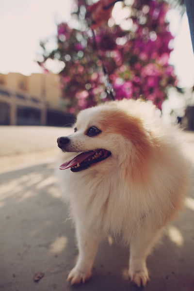 Coat Defense for Dogs: Antifungal & Deodorant Powder Solutions