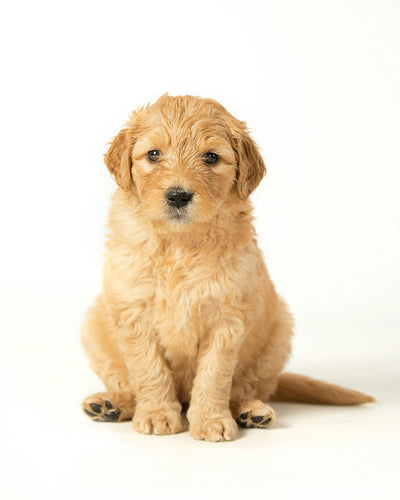 Antihistamine for Dogs: Is PetArmor Safe? Vet-Approved Allergy Relief Guide