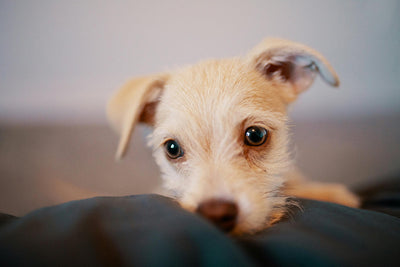 Are Chia Seeds Good for Dogs? Unveiling the Truth About This Superfood for Your Furry Friends