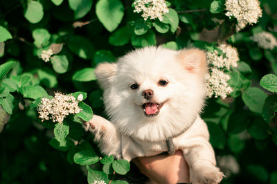 Dog Sedative Guide: Is Ativan Safe for Dogs? Dosage & Risks