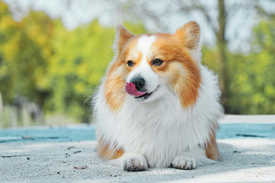 Is Bad Breath in Dogs A Sign of Illness? Bad Dog Breath Solutions
