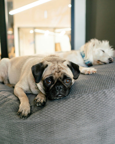 What to Give Dogs for Upset Stomach Best Foods & Proven Calming Methods