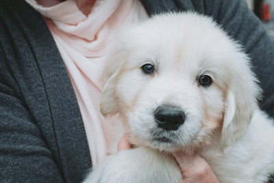Beta Glucan for Dogs Best Supplements for Skin Health & Immune Support