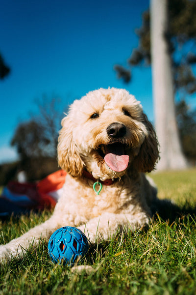 How to Treat Hyperpigmentation in Dogs? Black Spots on Dogs Skin