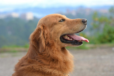 Calcium Carbonate for Dogs: Boosting Bone Health and Overall Wellness