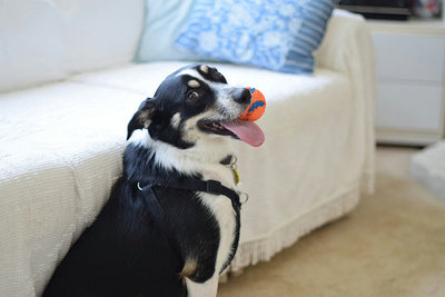 Why Do Dogs Love Peanut Butter Discover Natural & Calming Options for Your Pup