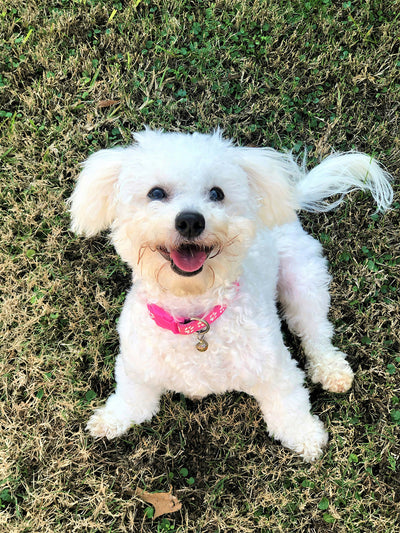 Can Dogs Eat Spinach? Benefits of Spinach for Dogs