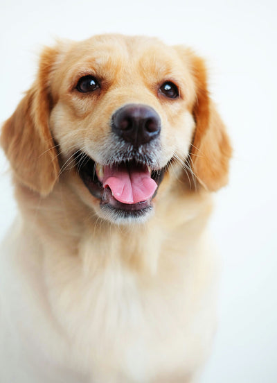 Pineapple for Dogs Juice & Snacks Safety + Digestive Benefits