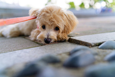Over-the-Counter Allergy Medicine for Dogs: Can Dogs Take Zyrtec or Loratadine Safely?