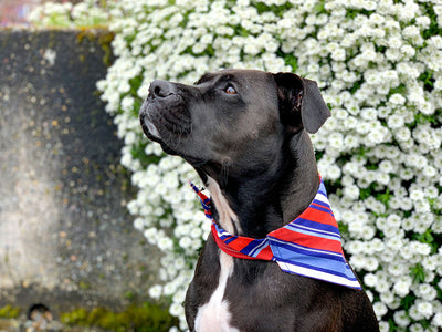 Can I Give My Dog Loratadine for Itching? Safe OTC Allergy Meds & Loratadine Side Effects Guide