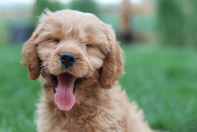 Can I Put Aquaphor on My Dog? Discover the Benefits of Aquaphor for Your Canine's Skin