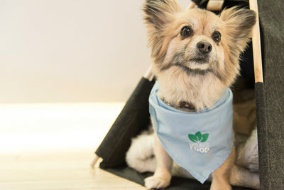 Can You Put Calamine Lotion on a Dog? Vet-Approved Safety Guide + 5 Best Dog Skin Moisturizers for Itchy Skin