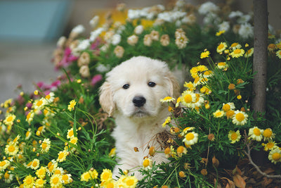 Can You Use Hydrocortisone Cream on Dogs?