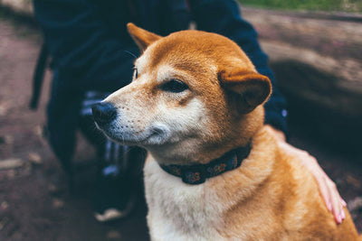 Castor Oil for Dog: A Magical Potion for Your Furry Friend