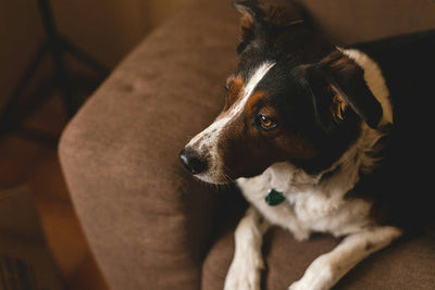 How Chlorophyll for Dogs Can Improve Your Dog’s Digestive Health and Freshen Their Breath